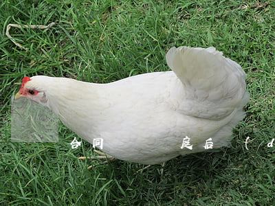 合同糾紛開庭后調(diào)解要多久