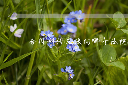 合同纠纷应该向哪个法院起诉