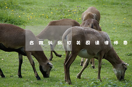 合同纠纷打关司请律师费用多少