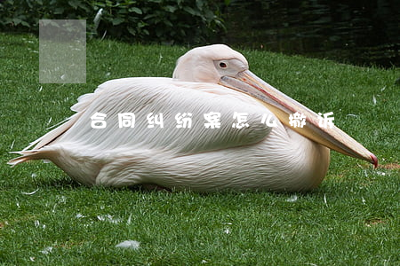 合同纠纷案怎么撤诉