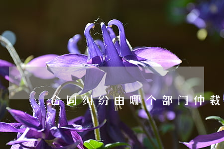 合同纠纷由哪个部门仲裁