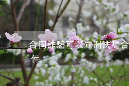 合同詐騙可以立刑法嗎(合同詐騙罪的立案條件)