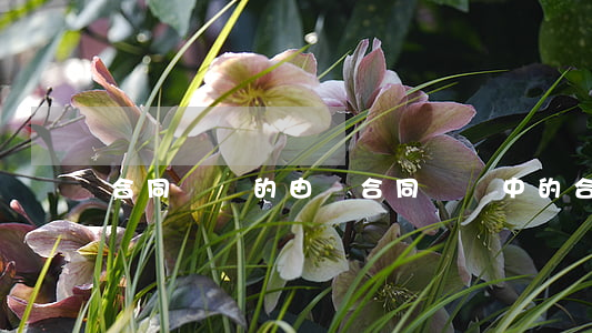 合同詐騙的由來(合同詐騙中的合同)