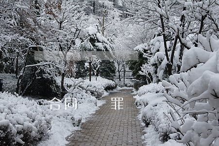 合同詐騙罪