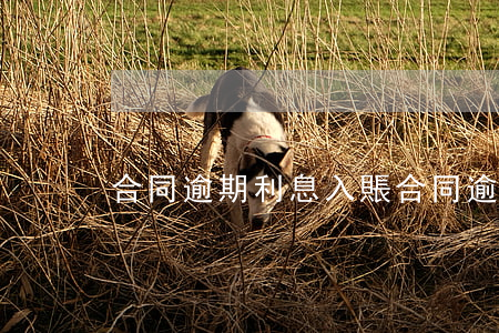 合同逾期利息入賬(合同逾期利息入賬合法嗎)