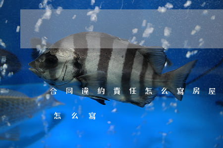 合同違約責任怎么寫(房屋租賃合同違約責任怎么寫)