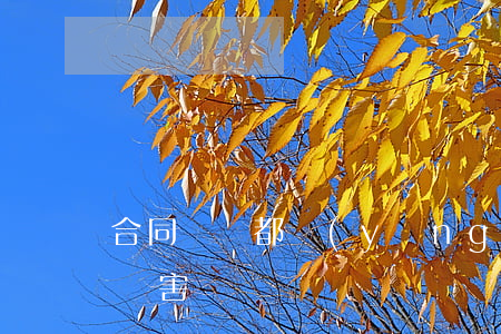 合同違約都應(yīng)負(fù)精神損害賠償嗎