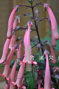 合法欠条格式(欠条的合法格式)