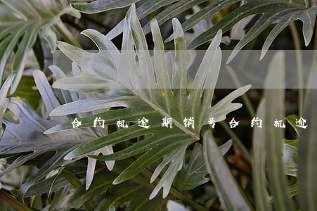 合约机逾期销号 合约机逾期销号