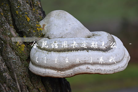 合肥信用卡逾期怎么辦-合肥辦信用卡的聯(lián)系我