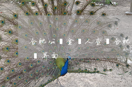 合肥公積金個人查詢(合肥公積金個人查詢登錄界面)