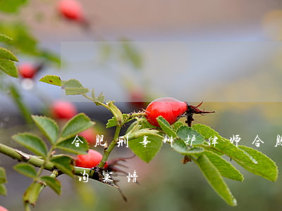 合肥刑事辩护律师(合肥刑事辩护律师快速咨询案情)