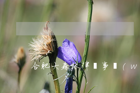 合肥大森林律師事務(wù)所
