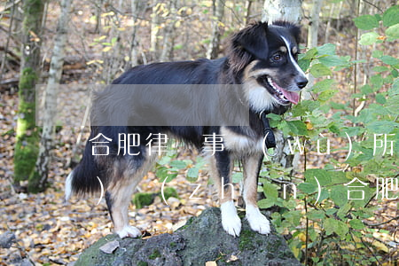 合肥律師事務(wù)所收費標(biāo)準(zhǔn)(合肥律師事務(wù)所免費咨詢電話)