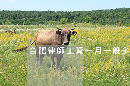 合肥律師工資一月一般多少