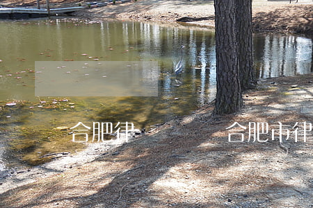 合肥律師蘇義飛(合肥市律師)