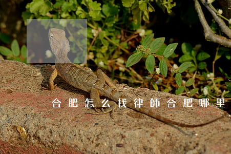 合肥怎么找律師(合肥哪里能找到律師的電話)