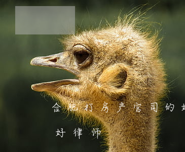 合肥打房产官司的好律师(合肥打房产官司的好律师)