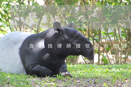 合肥找律師微信群(合肥律師電話號碼)