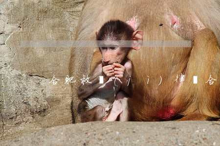 合肥救濟(jì)律師(合肥律師在線咨詢)