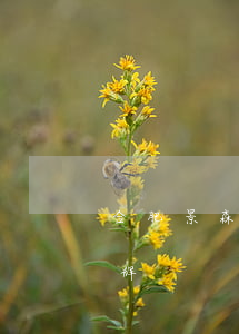 合肥景森律师事务所(合肥景森律师事务所王辉)
