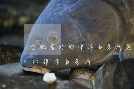 合肥最好的律师事务所是哪一所(合肥比较好的律师事务所)