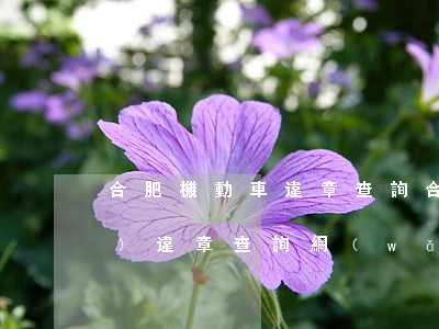 合肥機動車違章查詢(合肥交警網(wǎng)違章查詢網(wǎng))