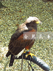 合肥民事纠纷律师(合肥民事纠纷律师)