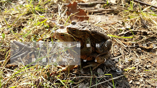 合肥濱湖律師事務(wù)所在哪里(合肥市律師事務(wù)所電話)