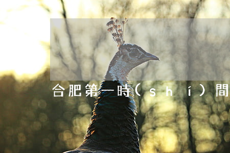 合肥第一時(shí)間最新新聞播放