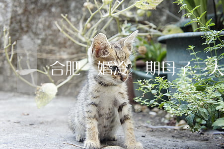 合肥離婚冷靜期母子三人墜樓