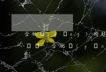 合肥養(yǎng)狗超過一條逾期多久會處罰-合肥養(yǎng)狗超過一條逾期多久會處罰呢
