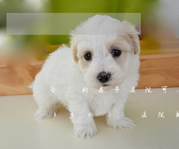 合買的房子法院可以封財(cái)產(chǎn)嗎(法院把房子封了還可以住嗎)