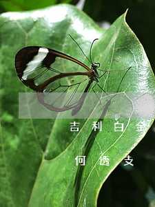 吉利白金信用卡如何透支(吉利白金信用卡如何透支)