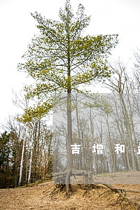 吉增和孟廣美離婚