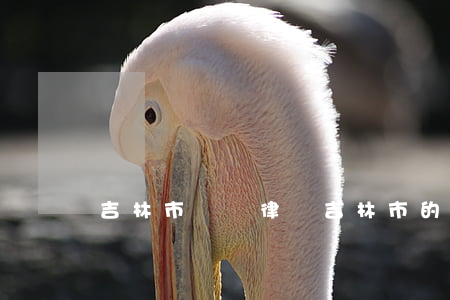 吉林市債務律師(吉林市的律師)