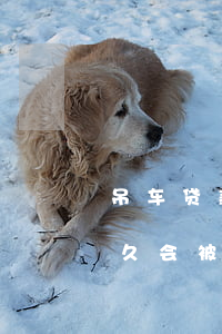 吊车贷款逾期车被开走(车子抵押贷款逾期多久会被拖车)