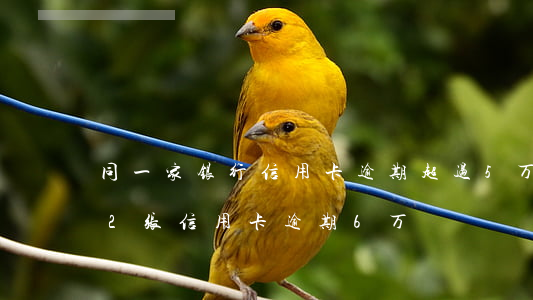 同一家银行信用卡逾期超过5万-同一银行2张信用卡逾期6万