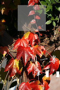 同一案件可以請(qǐng)兩個(gè)律師嗎(可以同時(shí)請(qǐng)兩個(gè)律師嗎)