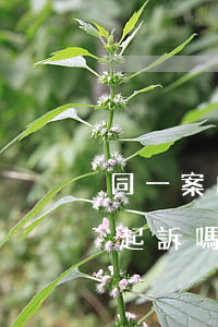 同一案由能否起訴兩次(同一個案由可以多次起訴嗎)
