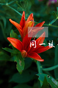 同一被保险人两车互撞应如何处理