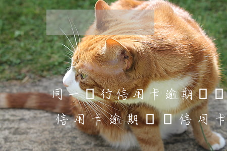 同一銀行信用卡逾期還錯信用卡-同一銀行信用卡逾期還錯信用卡怎么辦
