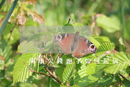 同事欠錢跑了如何起訴