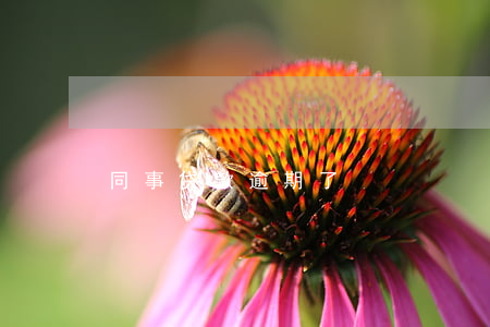 同事贷款逾期了
