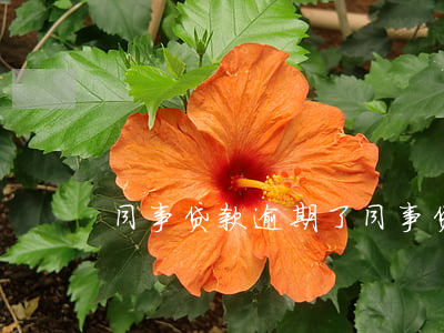 同事贷款逾期了 同事贷款逾期了