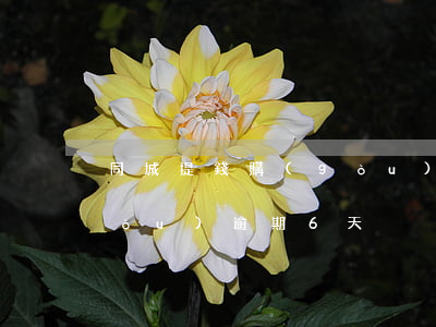 同城提錢購(gòu)逾期（同程提錢購(gòu)逾期6天）