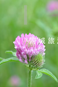 同城旅游白條逾期利息(白條逾期幾百元)