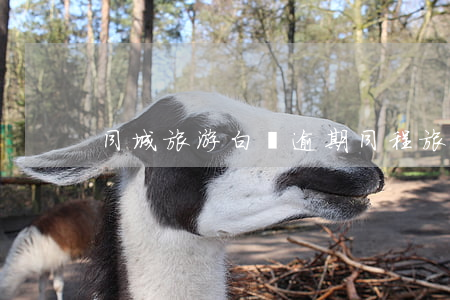 同城旅游白條逾期(同程旅游白條)