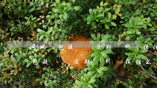 同城錢包提錢購逾期會影響征信么-同城錢包提錢購逾期會影響征信么嗎