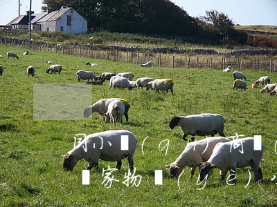 同小區(qū)商業(yè)和住宅,能否由兩家物業(yè)公司分開(kāi)管理